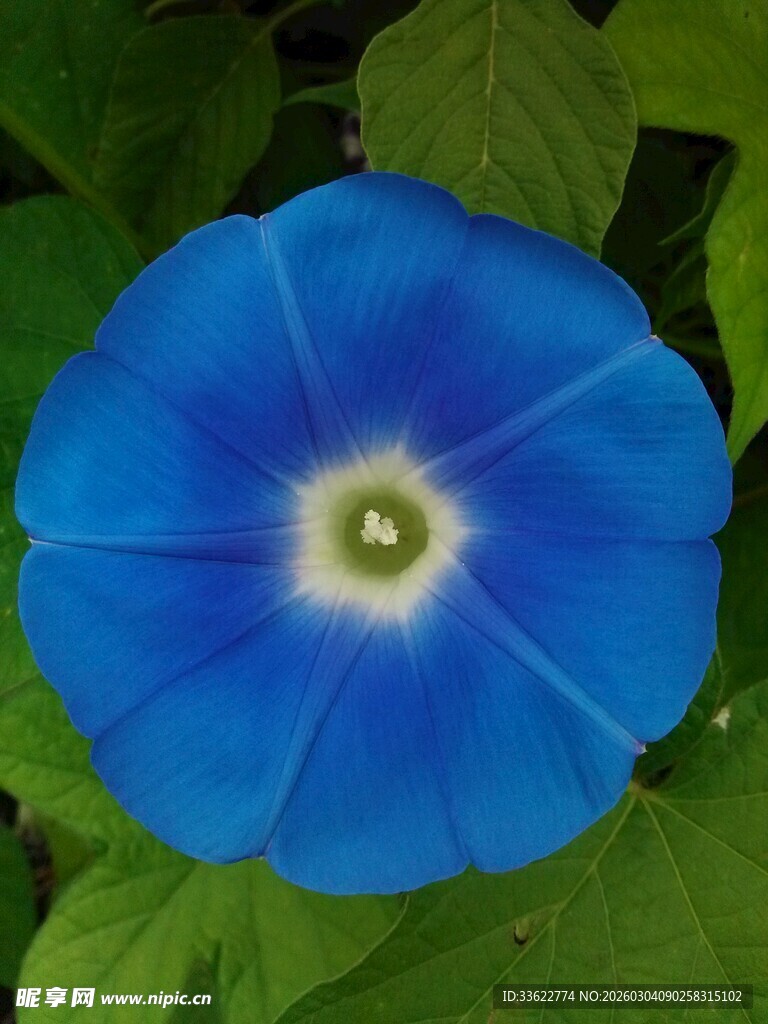 蓝色牵牛花特写