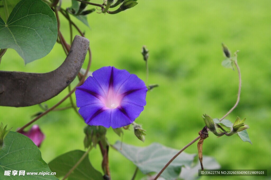 蓝紫色牵牛花绽放