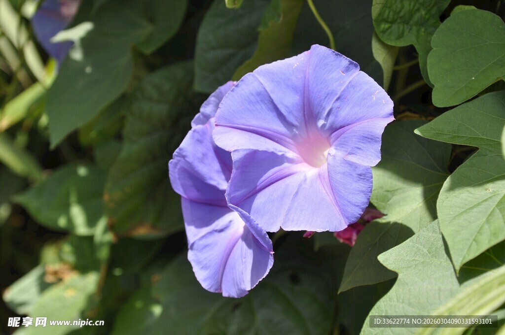 蓝紫色牵牛花特写