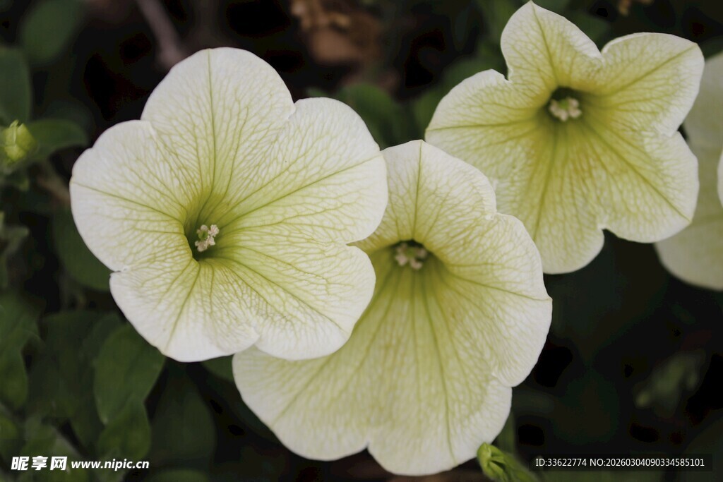 白色矮牵牛花特写