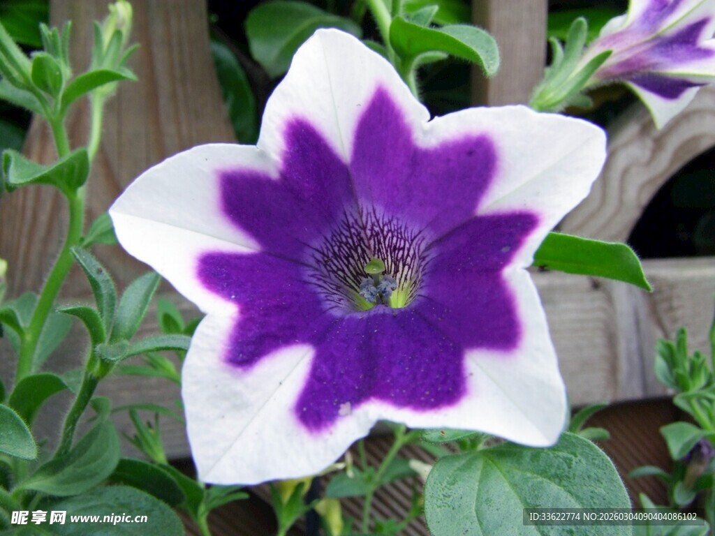 紫白相间美丽花卉