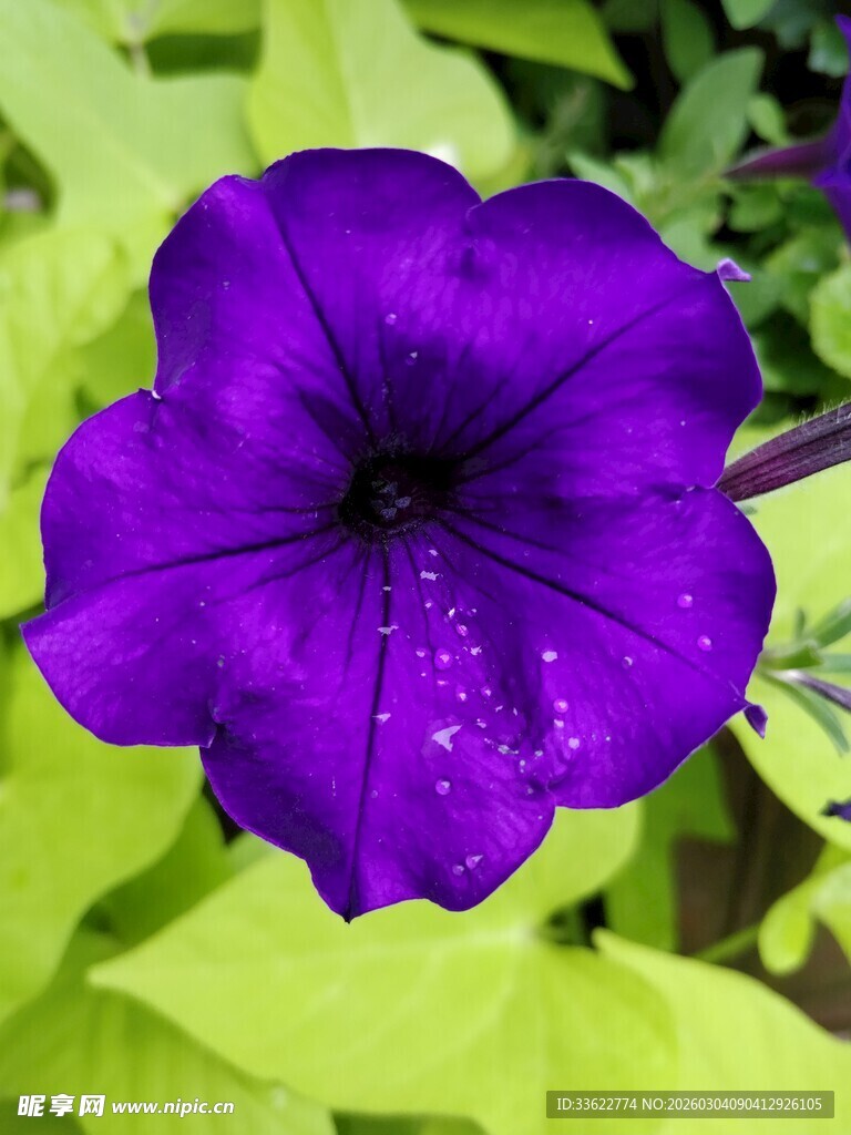 紫色牵牛花特写