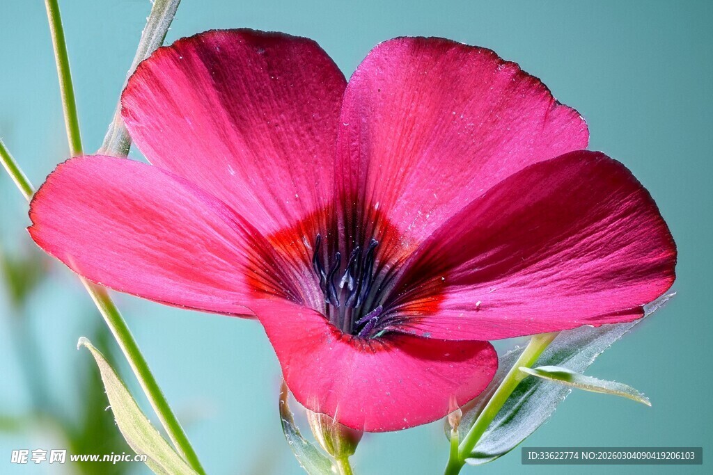 艳丽玫红花朵特写