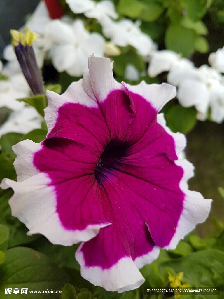 粉白相间矮牵牛花特写