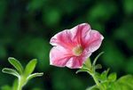 粉色矮牵牛绽放