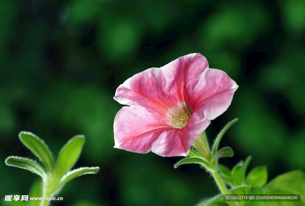 粉色矮牵牛绽放