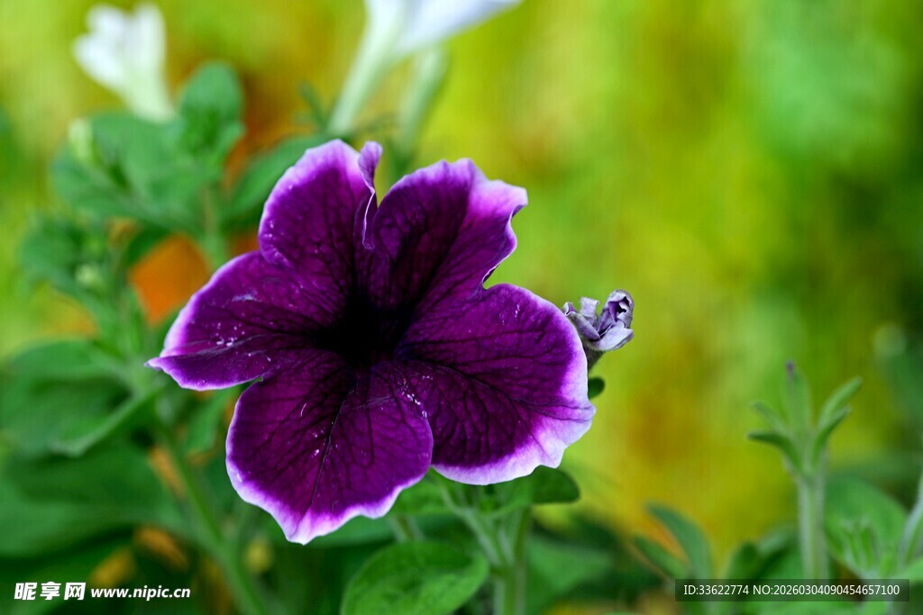 紫色矮牵牛花特写