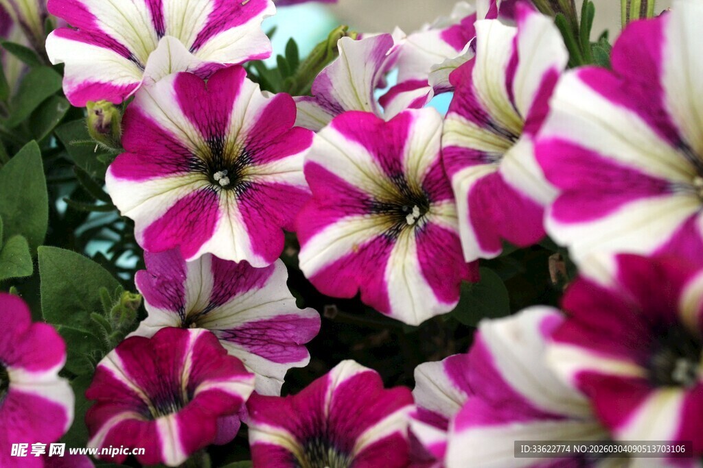 粉白条纹矮牵牛花绽放