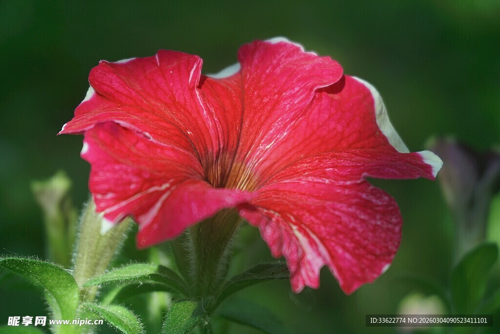 娇艳红矮牵牛绽放