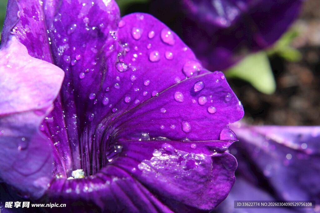 带水珠的紫色美丽花朵
