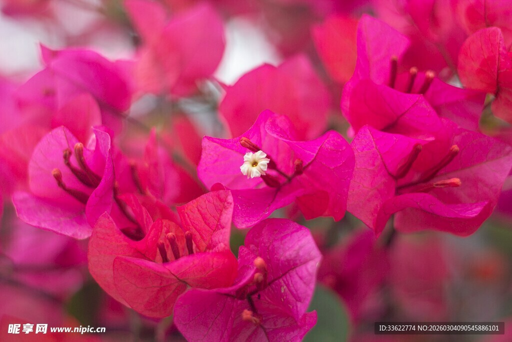 艳丽三角梅特写
