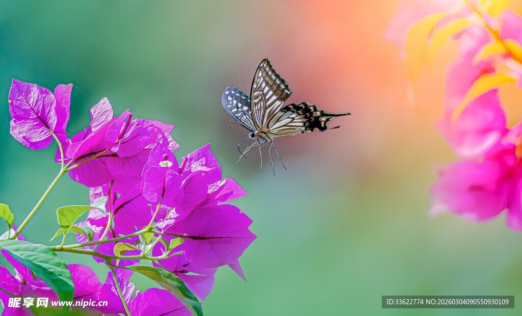 蜂鸟飞舞于艳丽花丛中