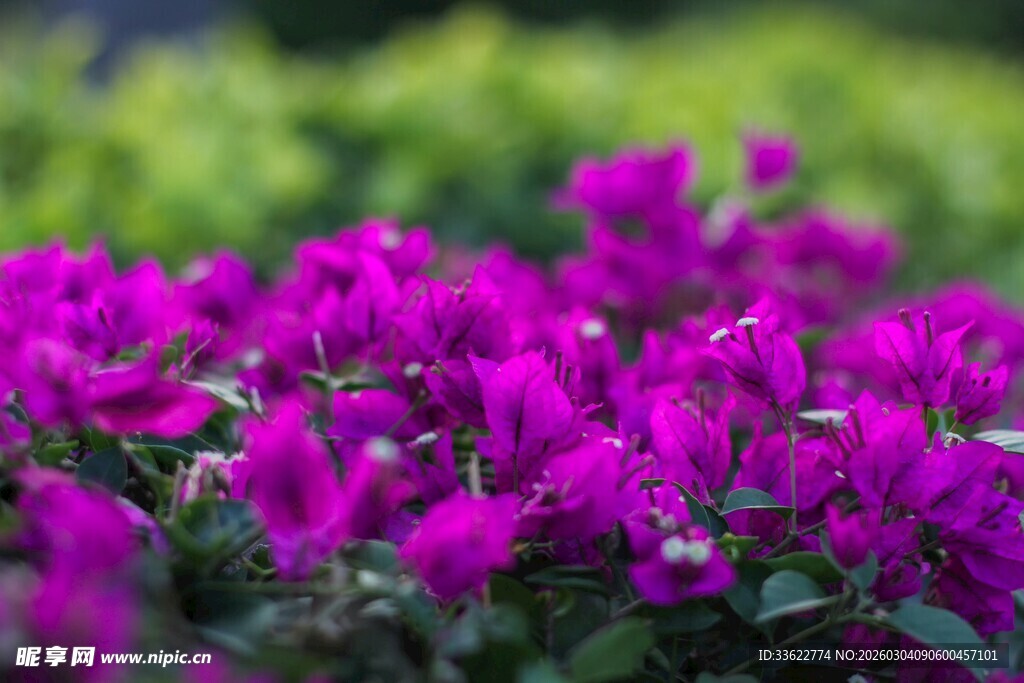 艳丽紫花绽放林间