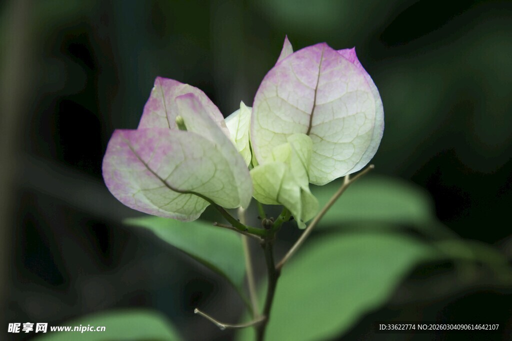 淡粉三角梅绽放