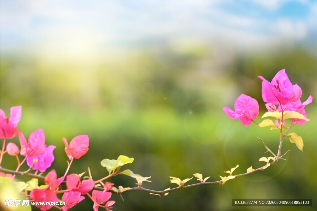 娇艳三角梅绽放于绿野