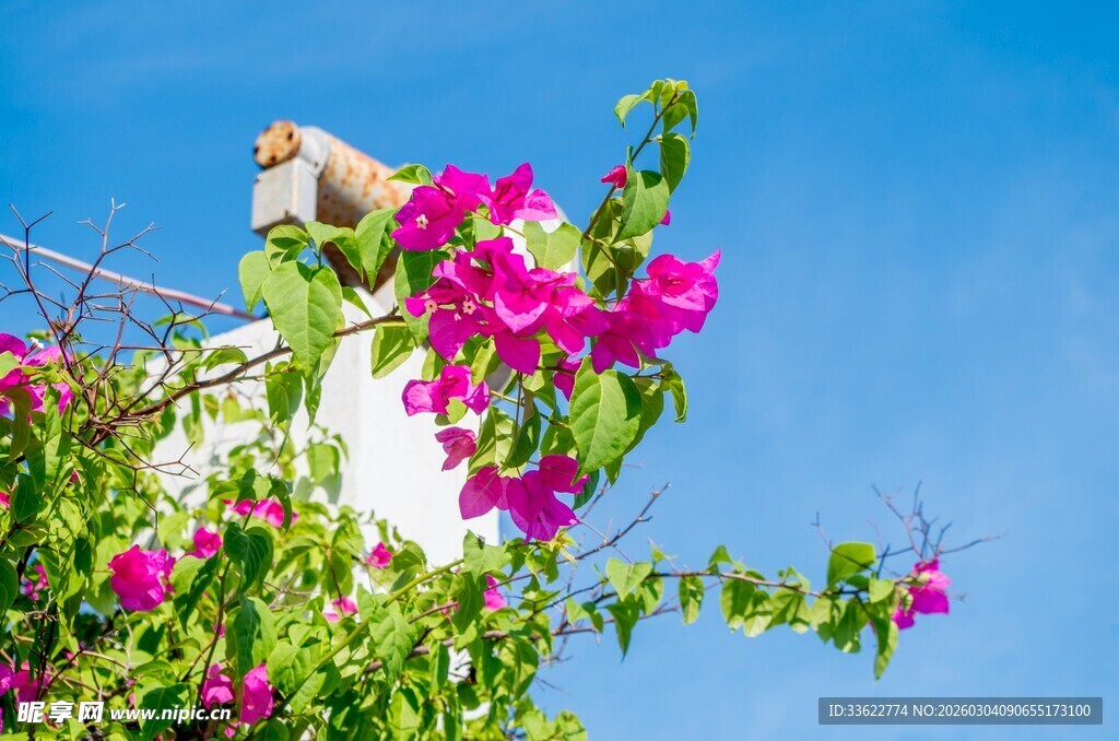 枝头繁花与蓝天相映