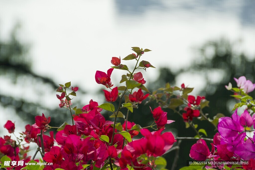 艳丽多彩花卉绽放