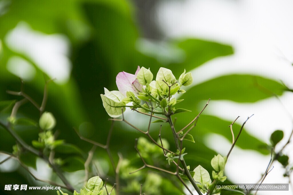 清新绽放的娇嫩白色小花