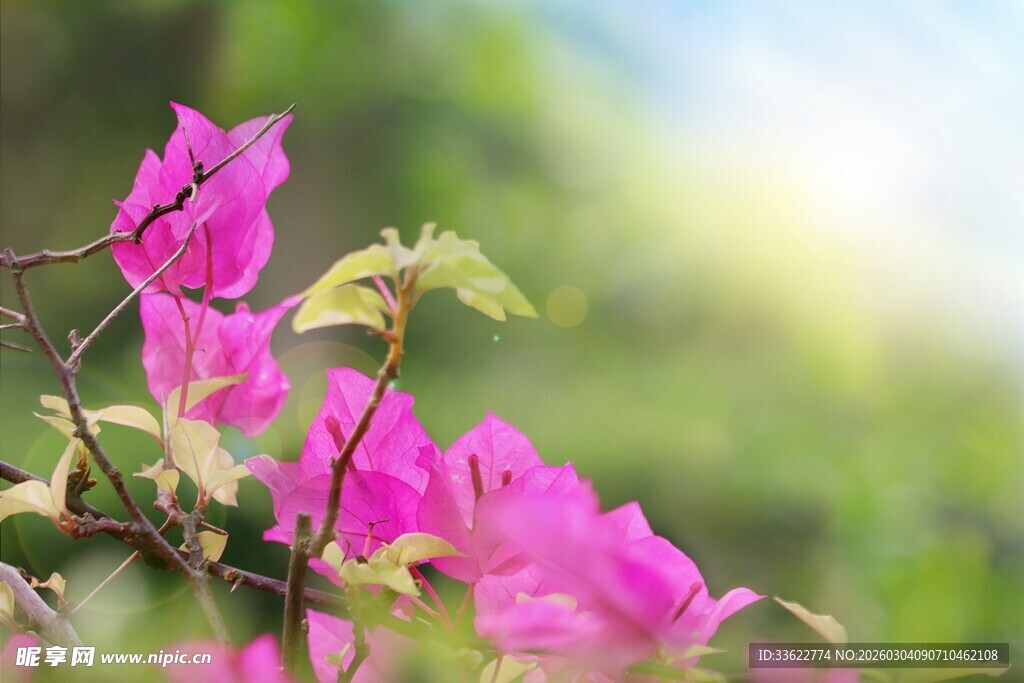 娇艳三角梅绽放于枝头