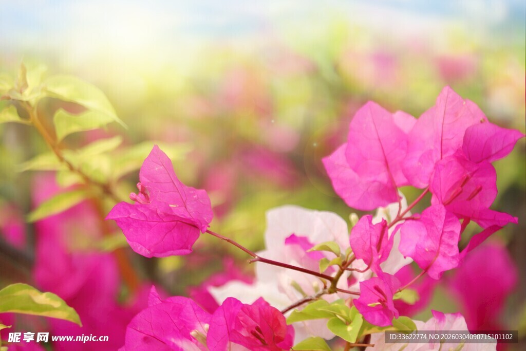 娇艳三角梅绽放于阳光下