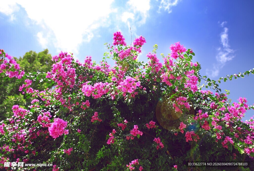 繁花盛开的绚烂景致