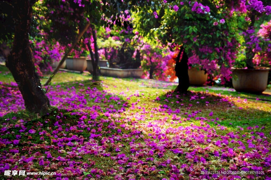 落花铺地的美丽花园