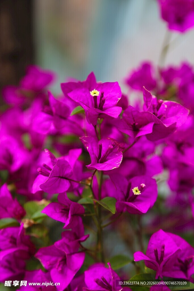 艳丽三角梅绽放画面