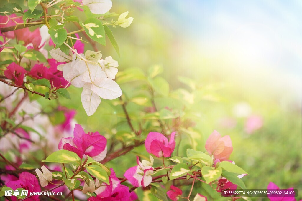 春日繁花绽放美景