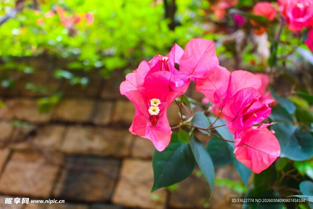 娇艳三角梅绽放于庭院