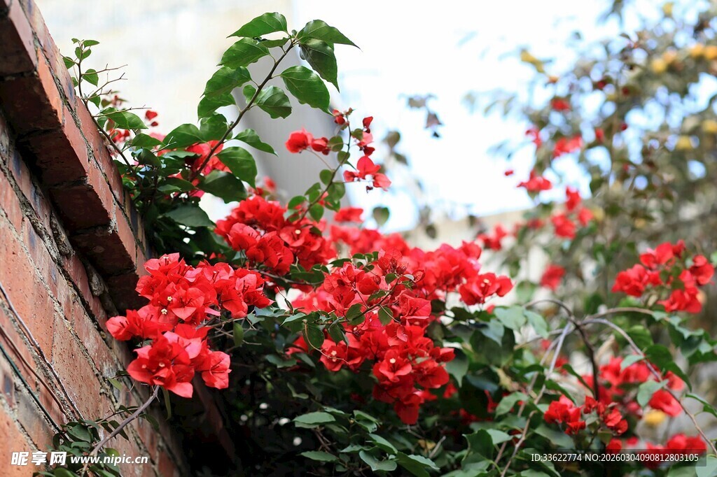 墙边绽放的艳丽红色花朵