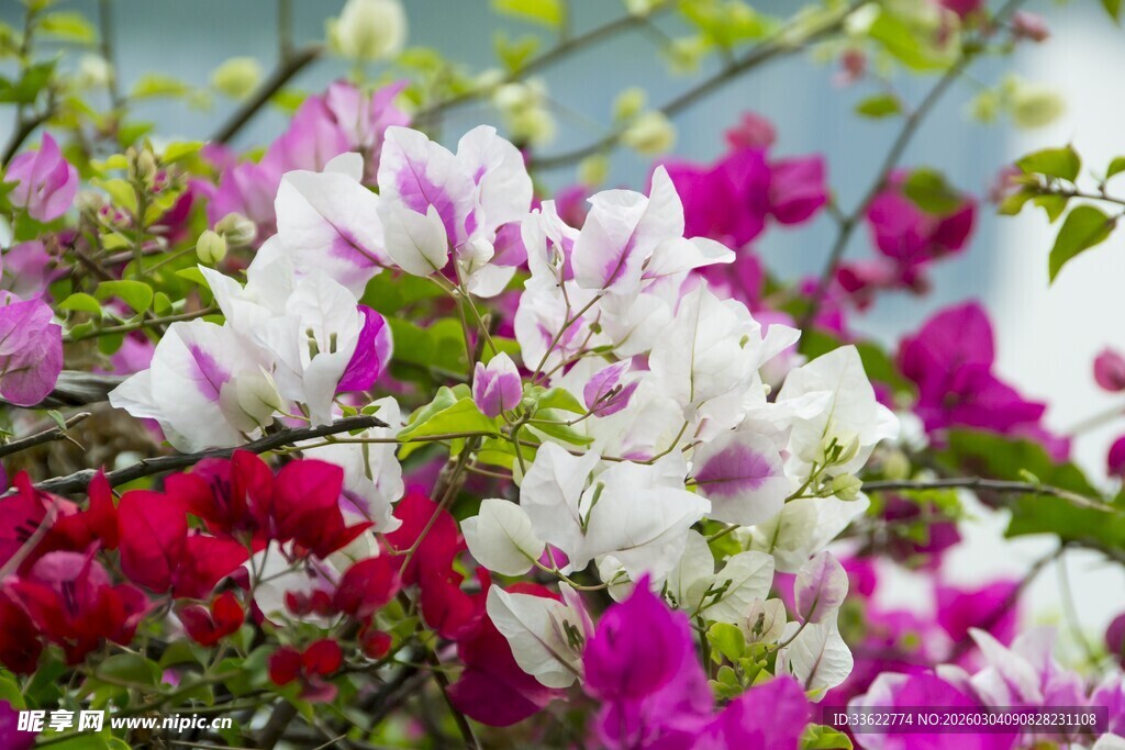 多彩三角梅绽放美景