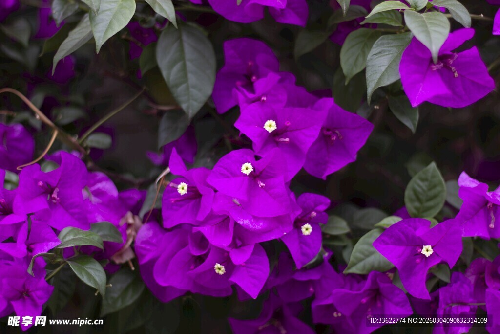 紫色三角梅绽放美景