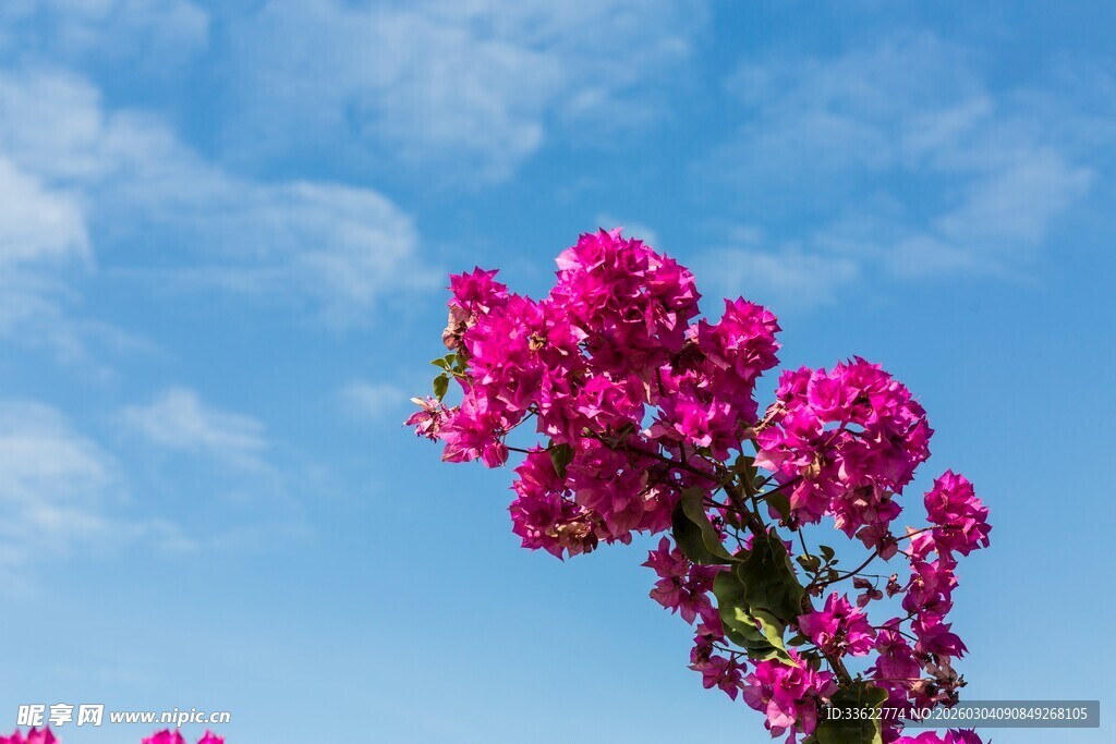 蓝天映衬下的艳丽三角梅