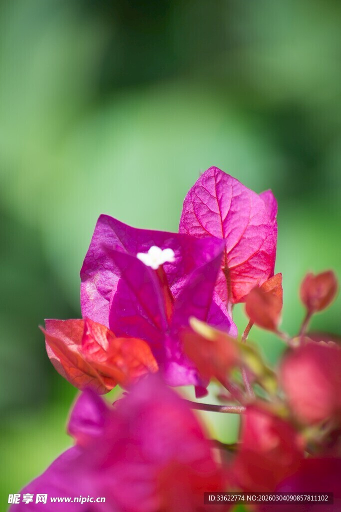 娇艳三角梅特写