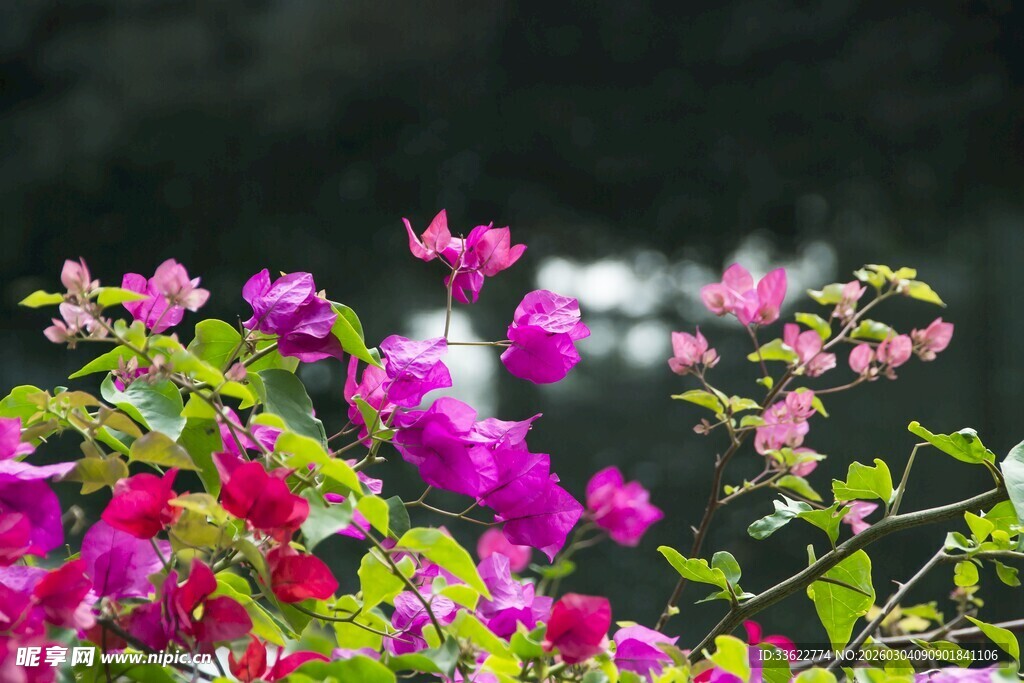 艳丽三角梅绽放美景