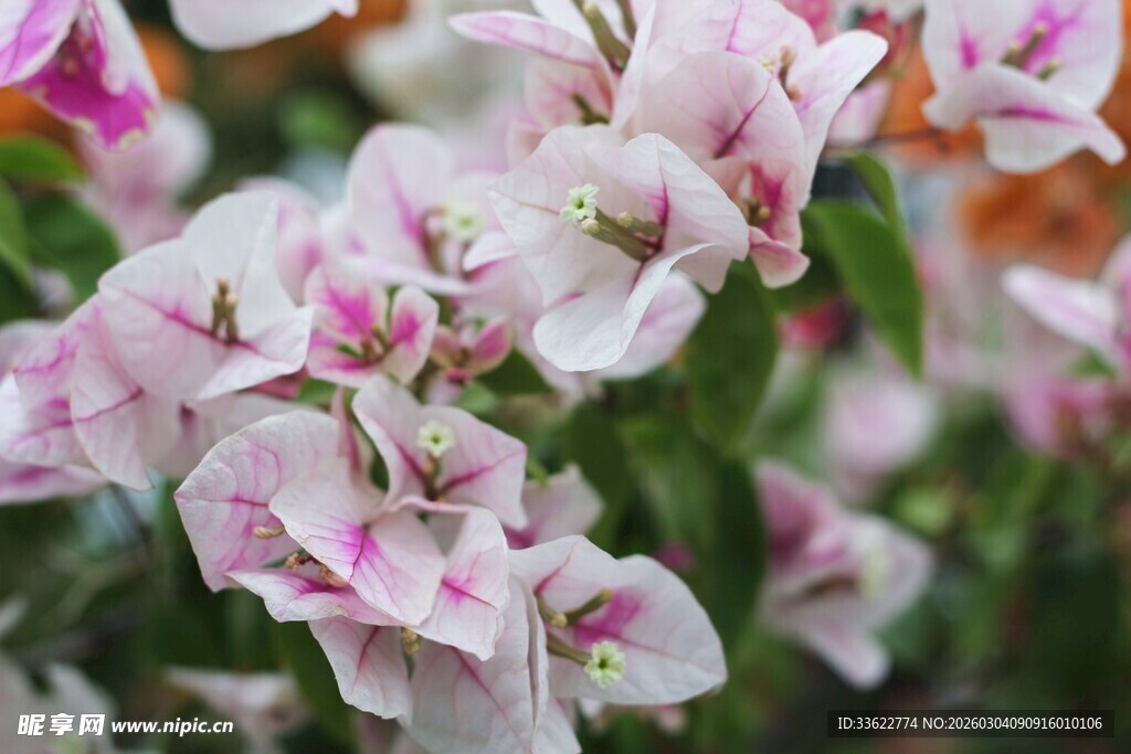 粉色三角梅绽放美景