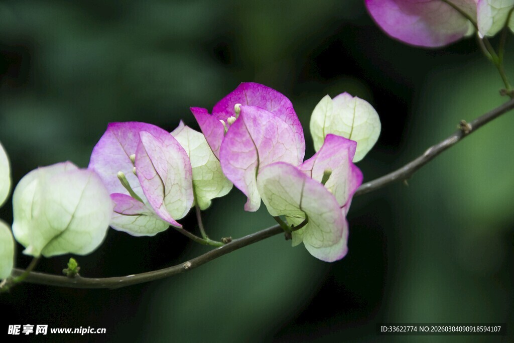 多彩三角梅绽放枝头