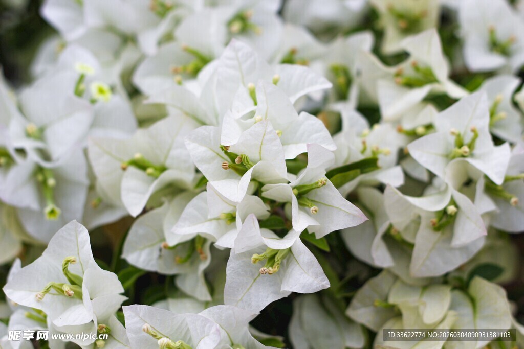 白色三角梅特写