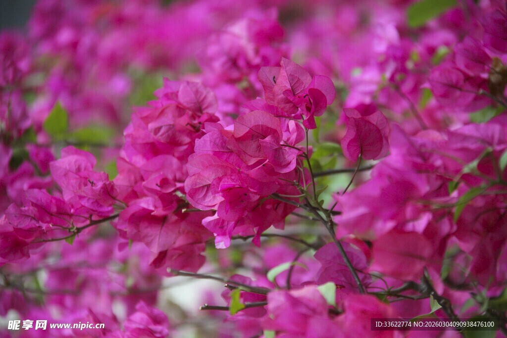 艳丽三角梅绽放