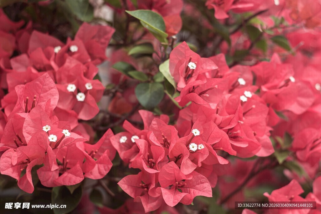 艳丽三角梅绽放