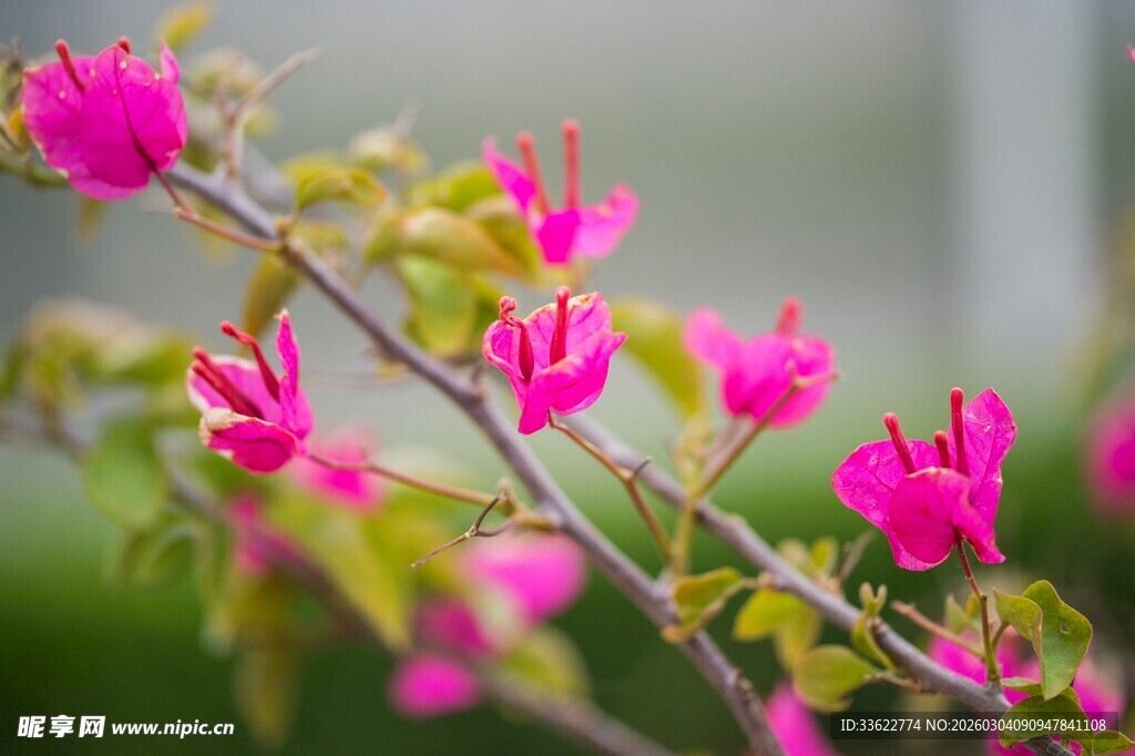 娇艳三角梅绽放枝头