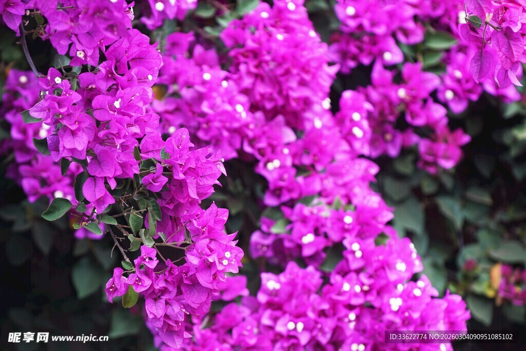 艳丽三角梅绽放