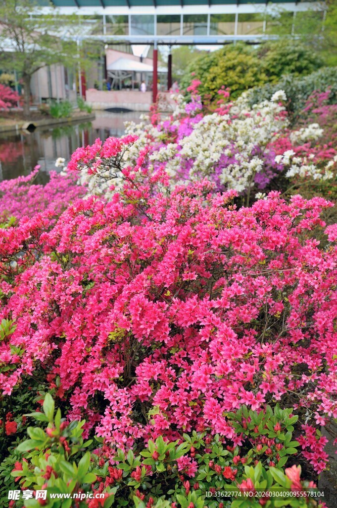 烂漫盛开的艳丽花丛