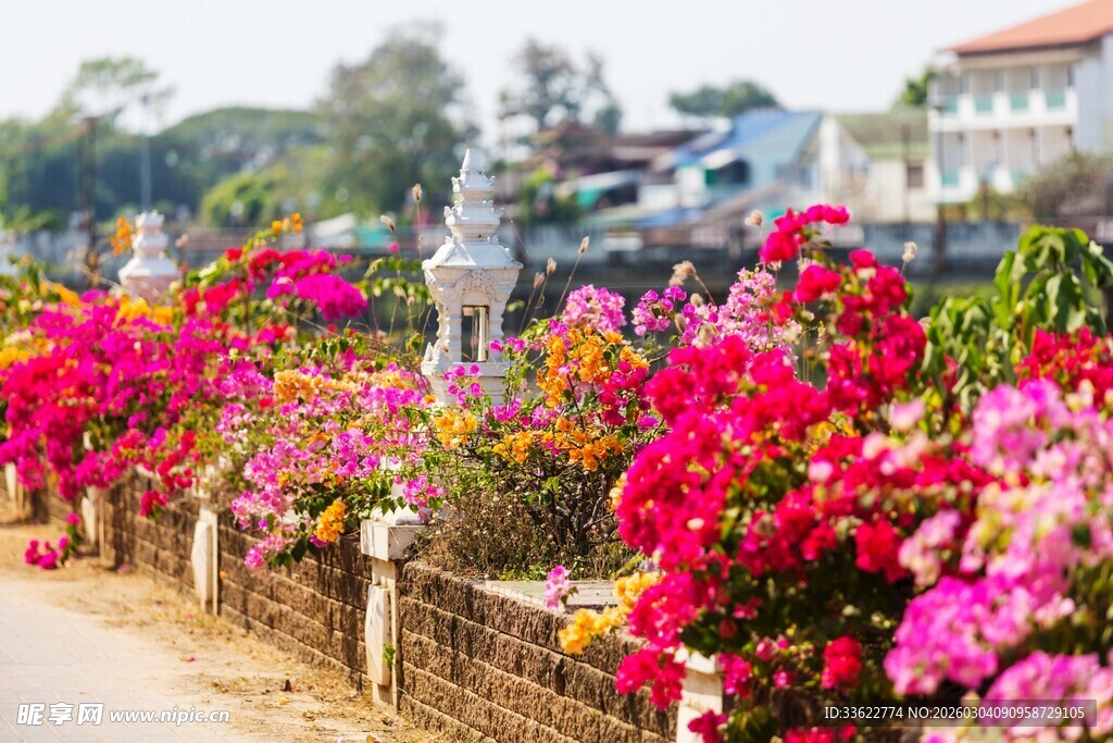 路边繁花盛放的美丽景致