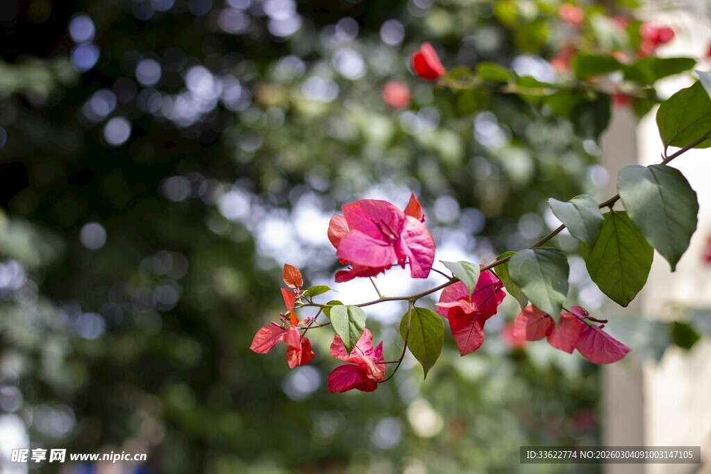娇艳三角梅绽放枝头