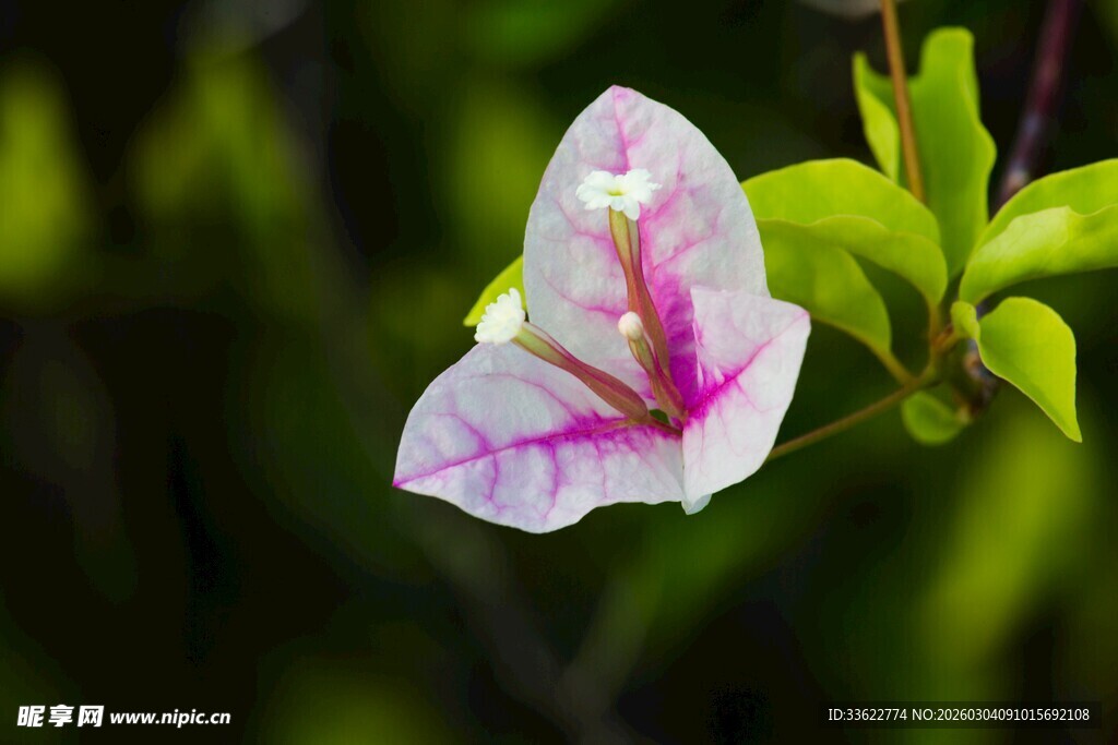 娇艳三角梅绽放