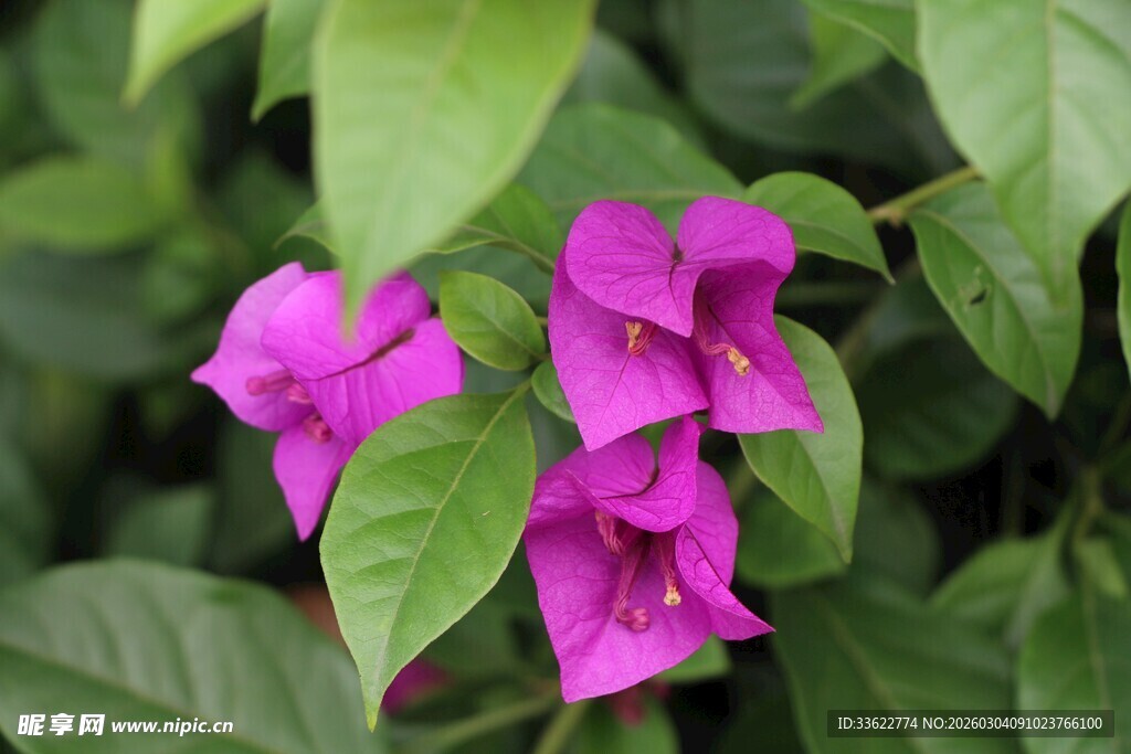 娇艳三角梅绽放绿叶间