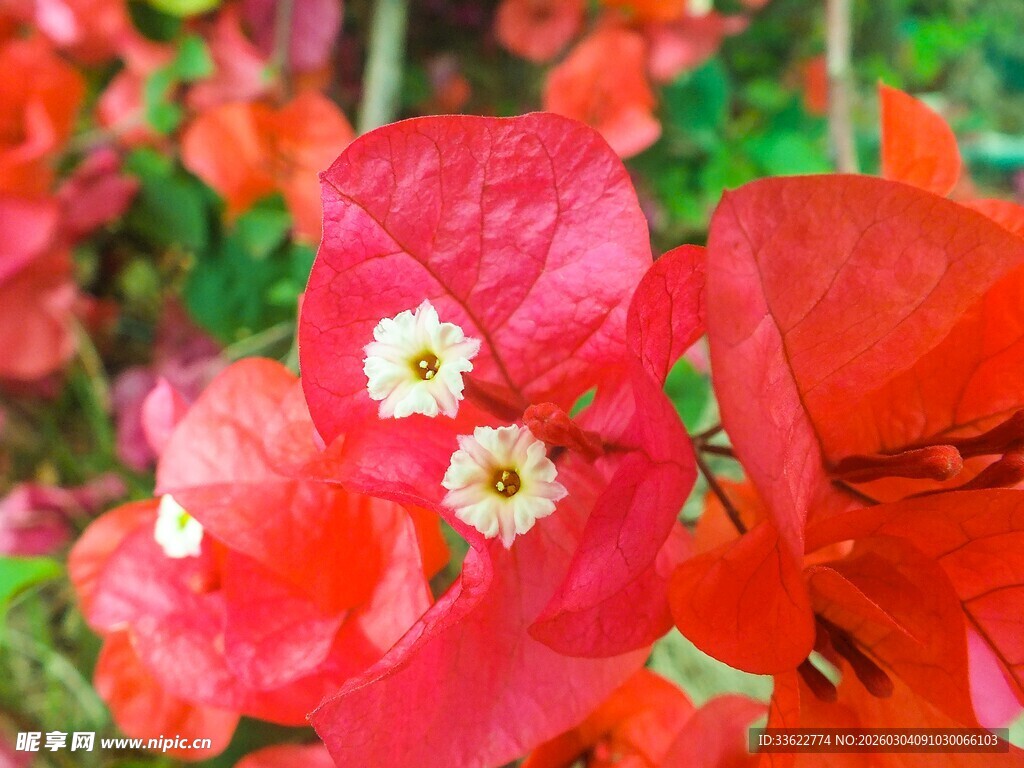 鲜艳三角梅绽放