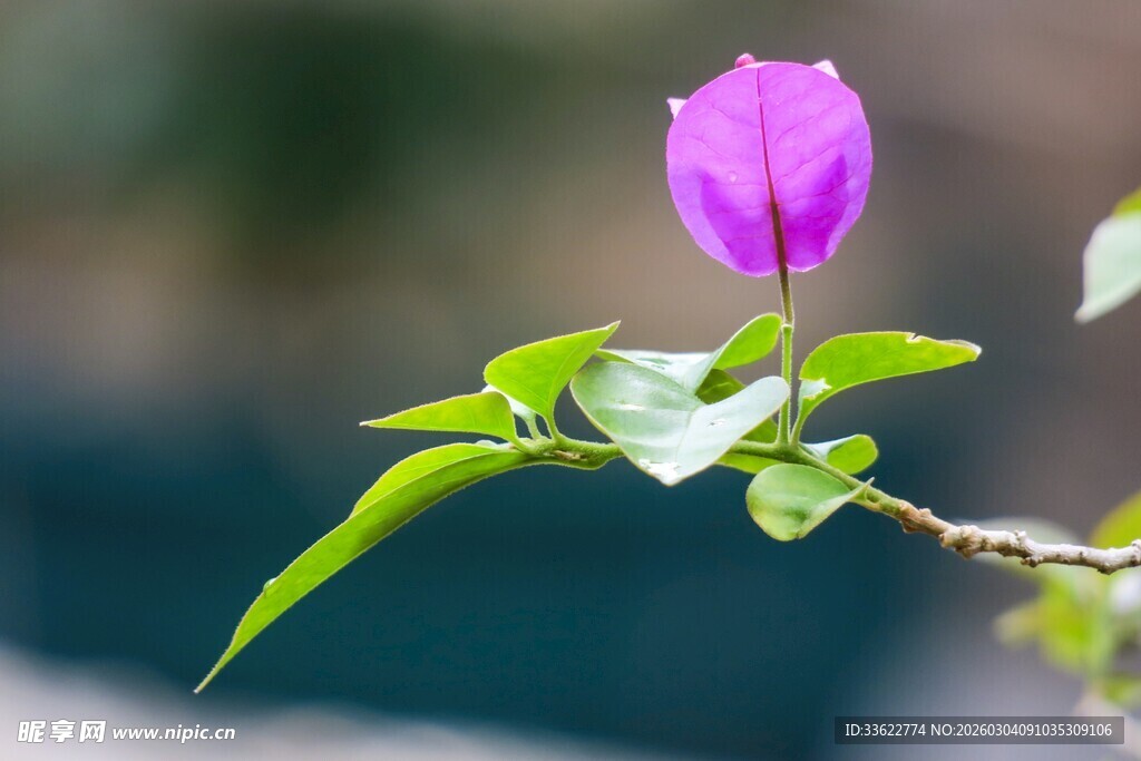 一枝娇艳紫花绽放枝头