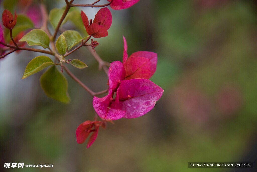 娇艳三角梅特写
